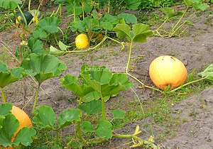 Дом 50м², 1-этажный, участок 7 сот.