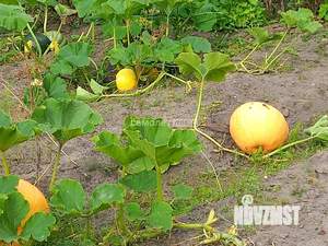 Дом 50м&sup2;, 1-этажный, участок 7 сот.  