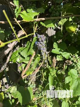 Дом 90м², 2-этажный, участок 11 сот.  